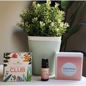 Galangal Plant Therapy Essential Oil Kidsafe 10mL